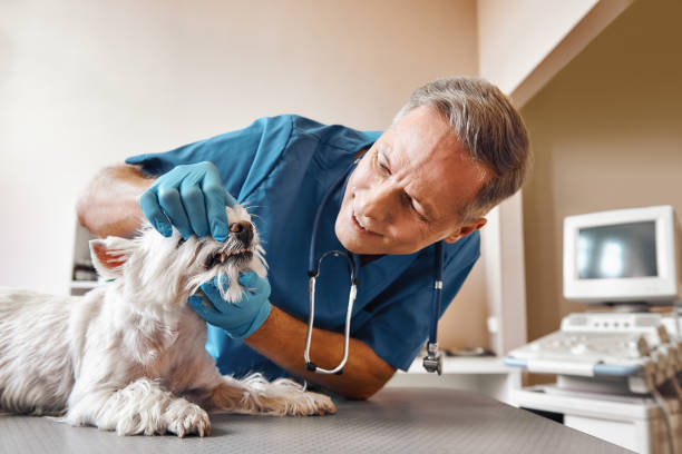 Best Weekend Emergency Dentist in Edisto, SC